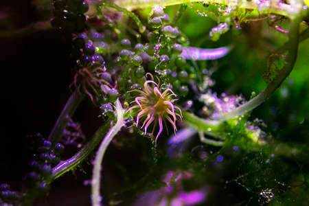 Aiptasia - small anemone and one of the common pests in saltwater reef aquariumsの写真素材