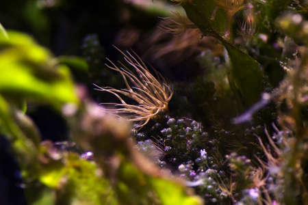 Aiptasia - small anemone and one of the common pests in saltwater reef aquariumsの写真素材