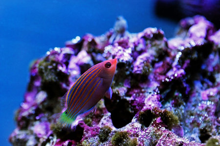 Six-line wrasse - Pseudocheilinus hexataenia
