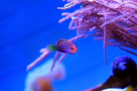 Six-line wrasse - Pseudocheilinus hexataenia