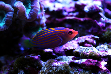 Six-line wrasse - Pseudocheilinus hexataenia