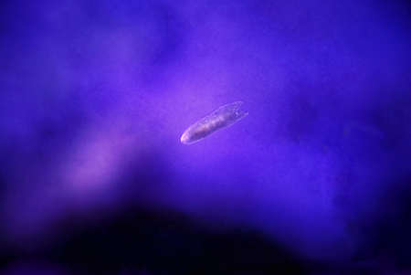 Rare image of Ghost flatworm - Maricola (Planarian) triclad flatworms in reef aquarium glassの写真素材