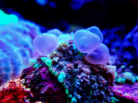 OG Circus Blue ball  bounce mushroom coralの写真素材