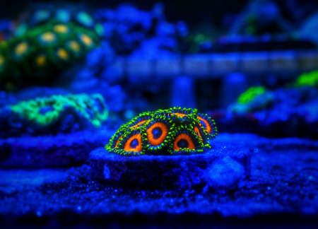 Colorful colony of Zoanthus polyps soft coralの写真素材