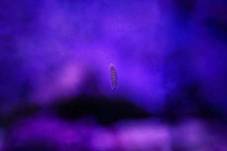 Rare image of Ghost flatworm - Maricola (Planarian) triclad flatworms in reef aquarium glassの写真素材