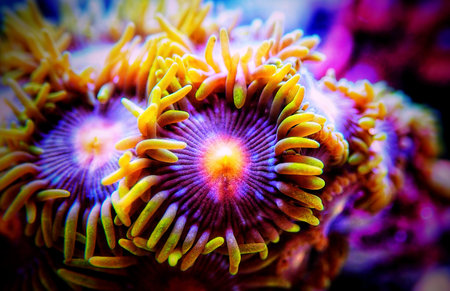 Colorful colony of Zoanthus polyps soft coral