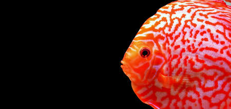Stardust Discus fish - (Symphysodon aequifasciatus)の写真素材