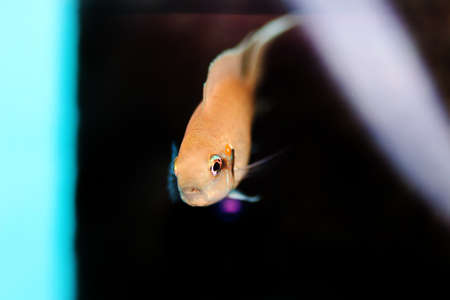 Brichardi Cichlid, African Tanganyika Princess fish - (Neolamprologus brichardi)の写真素材