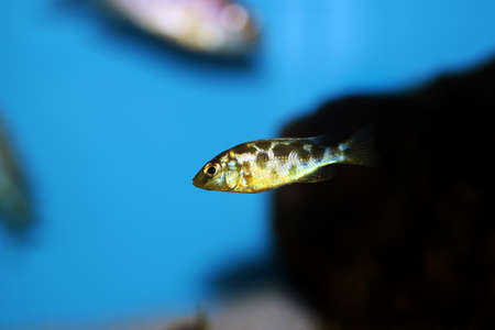 Giraffe hap Haplochromine Malawi cichlid fish - Nimbochromis venustusの写真素材