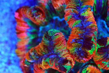 Rainbow coloration open brain LPS coral - Wellsophyllia radiataの写真素材