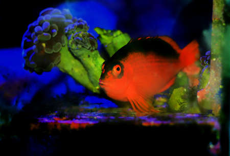 Red Brilliant Flame Hawkfish - (Neocirrhites armatus)の写真素材