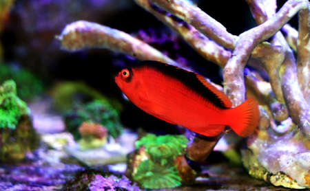Red Brilliant Flame Hawkfish - (Neocirrhites armatus)の写真素材