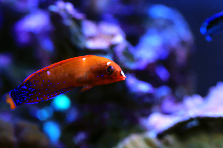 Red Coris African Wrasse - (Coris gaimard)