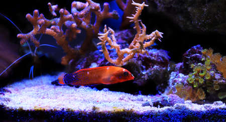 Red Coris African Wrasse - (Coris gaimard)の写真素材