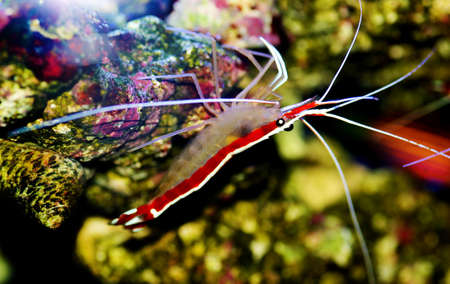 Skunk cleaner saltwater reef shrimp - Lysmata amboinensisの写真素材