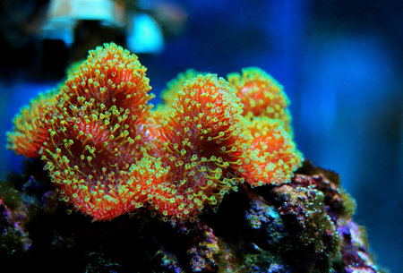 Sarcophyton soft coral with green polyps - Sarcophyton ehrenbergi