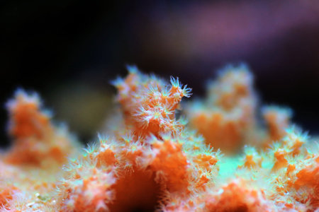 Pink Cabbage Leather Coral - (Sinularia brassica)