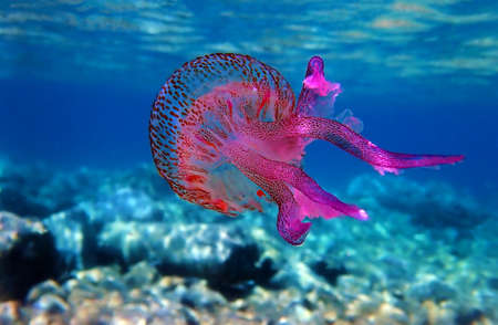 Mauve stinger purple jellyfish - Pelagia noctilucaの写真素材