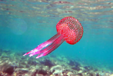 Mauve stinger purple jellyfish - Pelagia noctilucaの写真素材