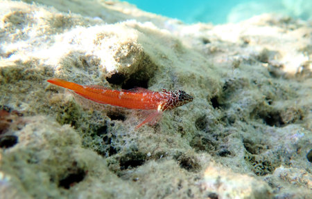 Tripterygion is a genus of fish in the family Tripterygiidaeの写真素材