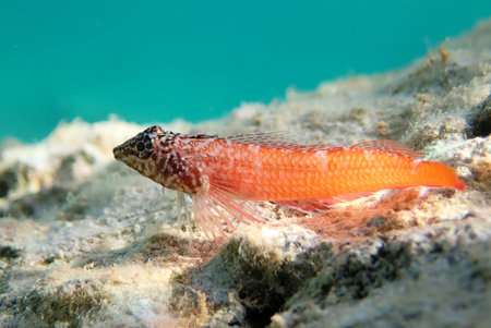 Coral fish, Aegean Sea, Greece, Halkidiki