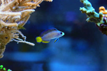 Splendid Dottyback - (Manonichthys splendens)の写真素材