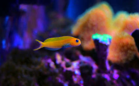 Yellow Midas Blenny fish in coral reef aquarium tankの写真素材