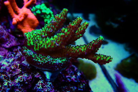 Acropora tenuis colorful sps coral is famous in stock exchange worldwide