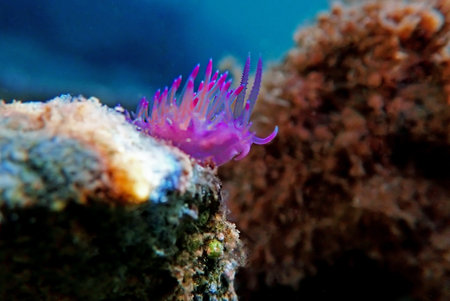 Underwater shot in Mediterranean sea of colorful nudibranch - Flabellina affinisの写真素材