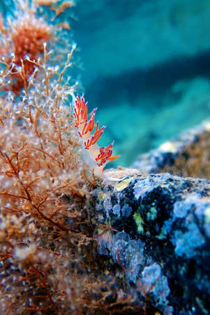 Underwater shot in Mediterranean sea of colorful nudibranch - Flabellina affinisの写真素材