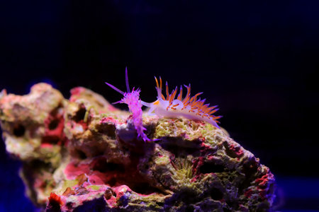 Underwater shot in Mediterranean sea of colorful nudibranch - Flabellina affinisの写真素材