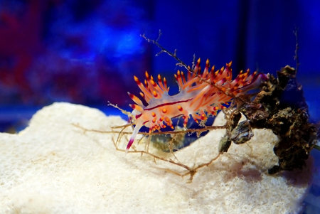 Underwater shot in Mediterranean sea of colorful nudibranch - Flabellina affinis