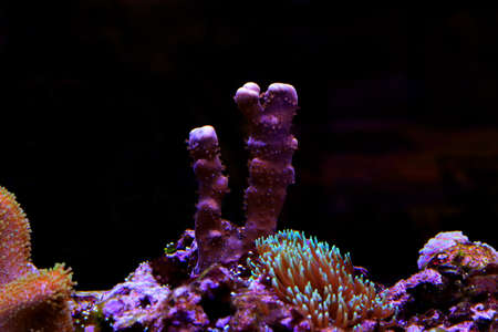 Coral reef in the aquarium. Underwater world. Underwater world.の写真素材