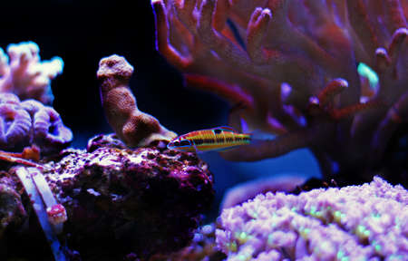 Female Green ornate wrasse fish - Thalassoma Pavoの写真素材