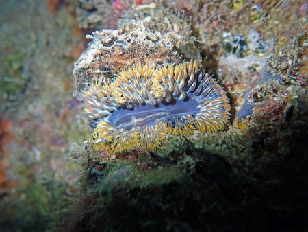 Rare image of Mediterranean Rock flower anemone - Phymanthus crucifer