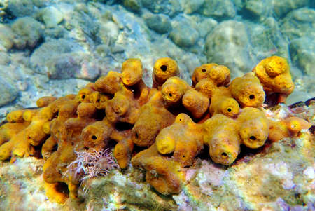 Mediterranean Yellow tube sea sponge - Aplysina aerophobaの写真素材