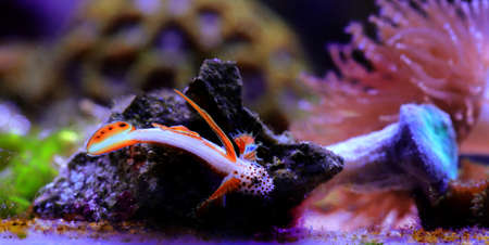 Flaming Prawn Goby - Discordipinna griessingeriの写真素材