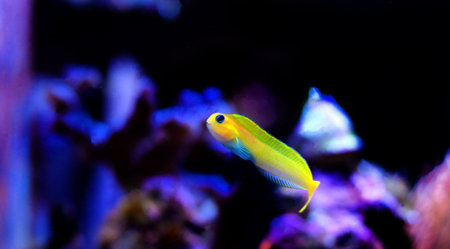 Golden Midas Blenny fish - Ecsenius midas