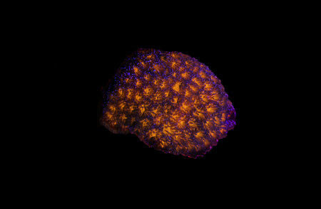 Orange Eye Leptastrea LPS Coral - (Leptastrea purpurea)