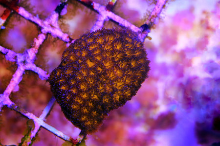 Orange Eye Leptastrea LPS Coral - (Leptastrea purpurea)