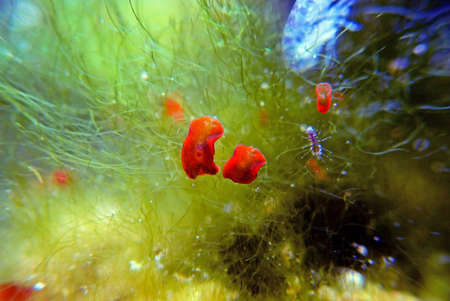 Red planaria flatworms - Convolutriloba retrogemmaの写真素材