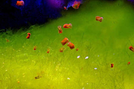 Red planaria flatworms - Convolutriloba retrogemmaの写真素材