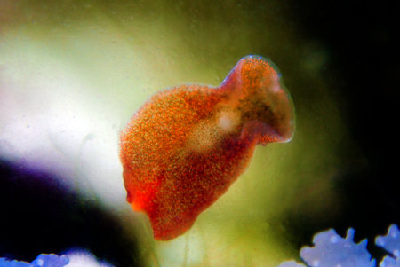 Red planaria flatworms - Convolutriloba retrogemmaの写真素材