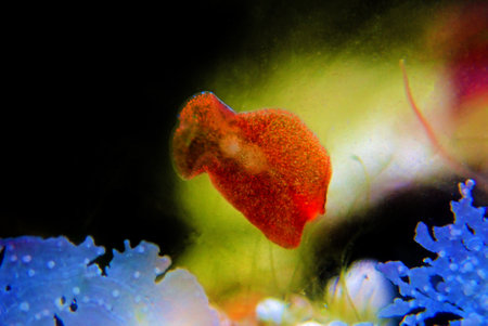 Red planaria flatworms - Convolutriloba retrogemmaの写真素材