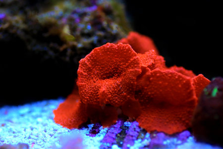 Red coral in the aquarium. Close-up. Underwater photography.