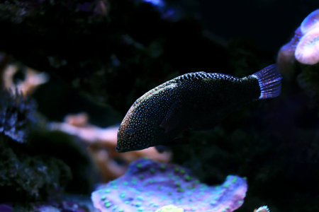 Black Leopard Wrasse Fish - Macropharyngodon negrosensis