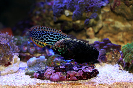Tropical fish in an aquarium, close-up portrait.