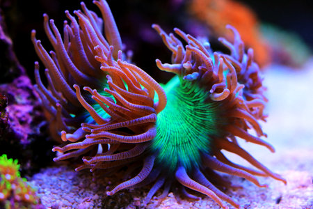 Blue tip Elegance LPS coral - Catalaphyllia Jardineiの写真素材