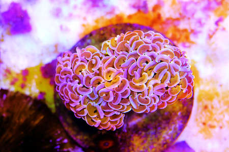 Close-up of a pink coral on a colorful background. High quality photoの写真素材
