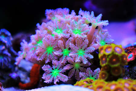 Colorful corals in the aquarium. Selective focus. Shallow depth of field.の写真素材